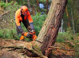 Best Fruit Tree Pruning  in Mccom, MS