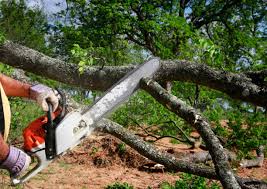 Best Tree Health Inspection  in Mccom, MS