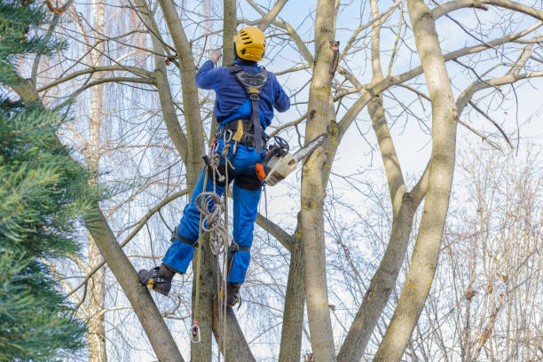 Best Commercial Tree Services  in Mccom, MS