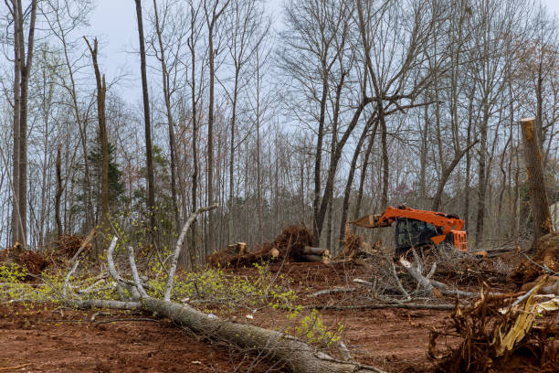 Best Tree Risk Assessment  in Mccom, MS