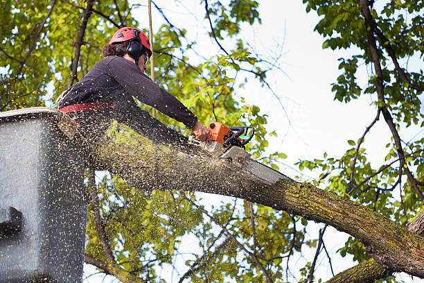 Best Utility Line Clearance  in Mccom, MS