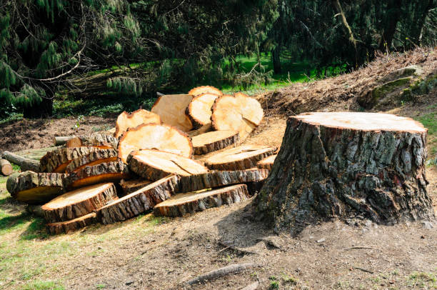 Best Firewood Processing and Delivery  in Mccom, MS